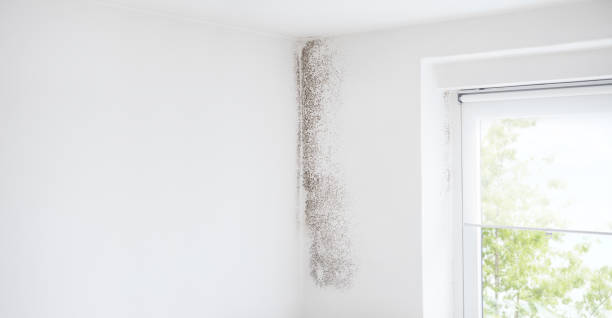 Best Mold Remediation for Rental Properties  in Swainsboro, GA