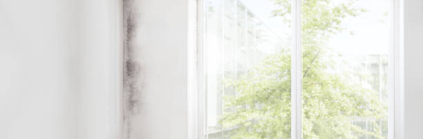 Best Comprehensive Air Testing for Mold Contaminants  in Swainsboro, GA