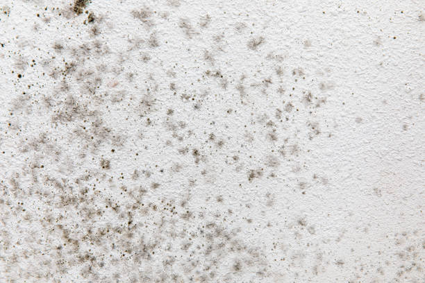 Best HVAC Mold Inspection and Cleaning  in Swainsboro, GA