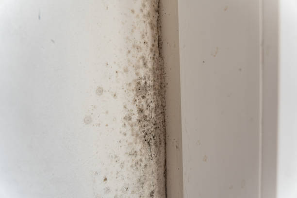 Best Commercial Mold Inspection  in Swainsboro, GA