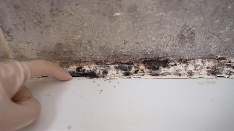 Best Industrial Mold Remediation  in Swainsboro, GA