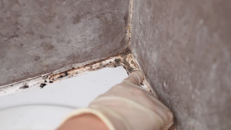 Best Attic Mold Removal  in Swainsboro, GA